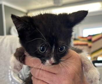 Rescue Domestic Short Hair Cats for Adoption in West Memphis, Arkansas - Ophelia | PetCurious