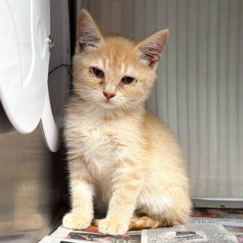 Rito -  Domestic Short Hair Cat for Adoption in Kennebunk, Maine - Rito | PetCurious