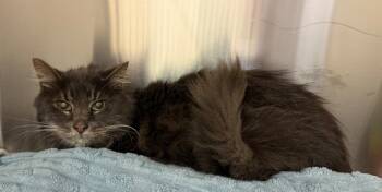 Rescue Domestic Medium Hair Cats for Adoption in Kemp, Texas - Clover | PetCurious