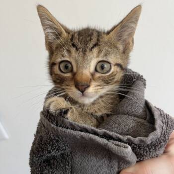 Rescue Domestic Short Hair Cats for Adoption in New York, New York - Dune | PetCurious
