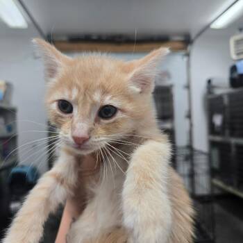 Palazoo -  Domestic Short Hair Cat for Adoption in Idaho Falls, Idaho - Palazoo | PetCurious