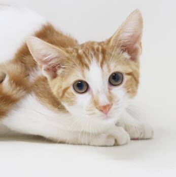 Pumpernickel and Pita - 2 goofballs who are just the dorks u nee -  Turkish Van and Tabby Cat for Adoption in Bedford Hills, New York - Pumpernickel And Pita - 2 Goofballs Who Are Just The Dorks U Nee | PetCurious