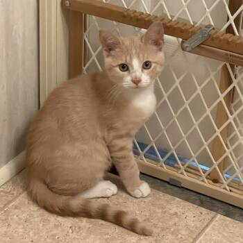 Jack -  Domestic Short Hair Cat for Adoption in Monroe, Michigan - Jack | PetCurious