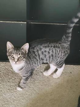 Rescue Domestic Short Hair Cats for Adoption in Baton Rouge, Louisiana - Pepper (153704) | PetCurious