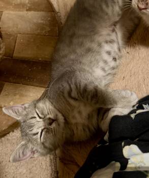 Nimbus -  Domestic Short Hair Cat for Adoption in East Hanover, New Jersey - Nimbus | PetCurious