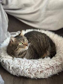 Lila -  Domestic Short Hair Cat for Adoption in Novato, California - Lila | PetCurious