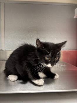 HAVARTI -  Domestic Short Hair Cat for Adoption in Las Vegas, Nevada - HAVARTI | PetCurious