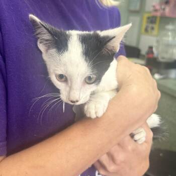 Plex -  Domestic Short Hair Cat for Adoption in West Point, Mississippi - Plex | PetCurious