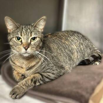 Domestic Short Hair Cats Available for Adoption in Davenport, Iowa - Joanna Dirt | PetCurious