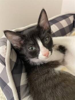 ALMOND -  Domestic Short Hair Cat for Adoption in Sugar Land, Texas - ALMOND | PetCurious