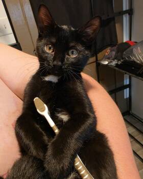 Nora Jean -  Domestic Short Hair Cat for Adoption in Seneca, Pennsylvania - Nora Jean | PetCurious