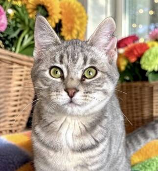 Domestic Short Hair Cats Available for Adoption - Gnocchi - KITTEN | PetCurious