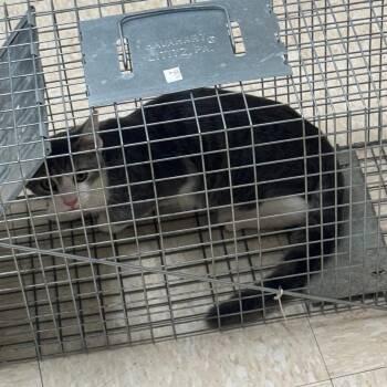 Ronnie -  Domestic Short Hair Cat for Adoption in Roxboro, North Carolina - Ronnie | PetCurious