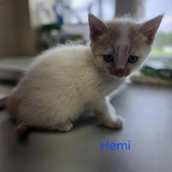 Hemi -  Domestic Short Hair Cat for Adoption in Windsor, Virginia - Hemi | PetCurious