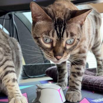Kevin -  Bengal Cat for Adoption in Denver, Colorado - Kevin | PetCurious