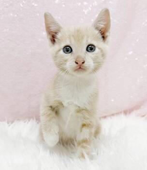 Luna Lovebug is our lil