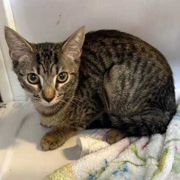 Liana -  Domestic Short Hair Cat Available for Adoption in Sarasota, Florida - Liana | PetCurious