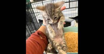 Hola -  Tabby Cat for Adoption in Virginia Beach, Virginia - Hola | PetCurious