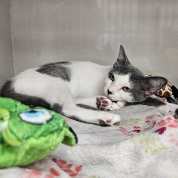 Dipper -  Domestic Short Hair Cat for Adoption in Monroe, Michigan - Dipper | PetCurious