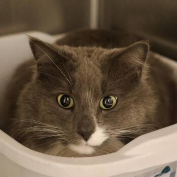Domestic Long Hair Cats Available for Adoption in Briarcliff Manor, New York - Crackers | PetCurious