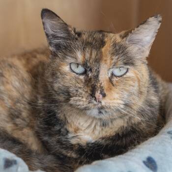 Paris -  Domestic Short Hair Cat for Adoption in Pontiac, Michigan - Paris | PetCurious