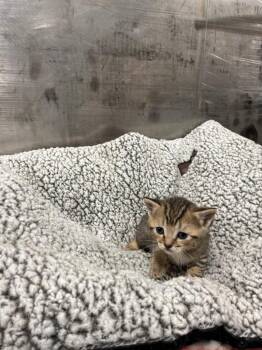 Tabby Cats Available for Adoption in Jurupa Valley, California - Mochi  | PetCurious