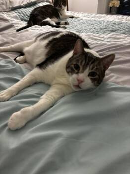 Domestic Short Hair Cats Available for Adoption in New York, New York - Orion | PetCurious