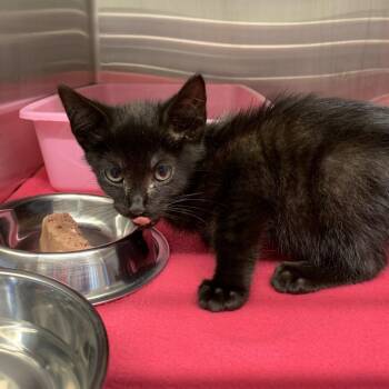 Jawline -  Domestic Short Hair Cat for Adoption in Morganton, North Carolina - Jawline | PetCurious