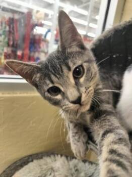 Rescue Tabby Cats for Adoption in Parlier, California - Stone | PetCurious