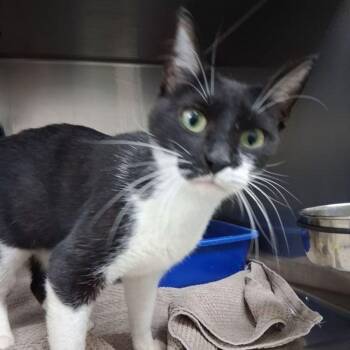 Domestic Short Hair Cats Available for Adoption in Lake Havasu City, Arizona - Selina | PetCurious