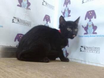 MAPLE -  Domestic Short Hair Cat for Adoption in Orlando, Florida - MAPLE | PetCurious