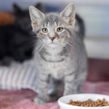 Dee -  American Shorthair Cat for Adoption - Dee | PetCurious