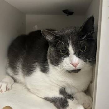 Rescue Domestic Short Hair Cats for Adoption in Dallas, Texas - Gordon | PetCurious