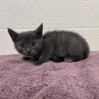 SVAS-Stray-38835 -  Domestic Short Hair Cat for Adoption in Lyndhurst, Virginia - SVAS-Stray-38835 | PetCurious