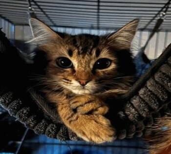 Georgia -  Domestic Short Hair Cat for Adoption in Longmont, Colorado - Georgia | PetCurious