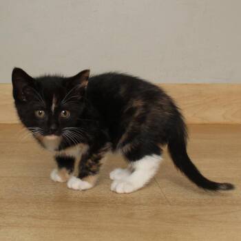 Domestic Short Hair Cats Available for Adoption in Minnetonka, Minnesota - Ikaria C68496 | PetCurious