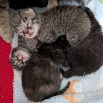 Domestic Short Hair Cats Available for Adoption in Denver, Colorado - CrowFeather | PetCurious