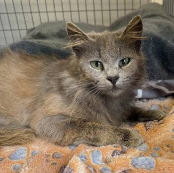 Domestic Medium Hair Cats Available for Adoption in Midland, Virginia - Thomas | PetCurious