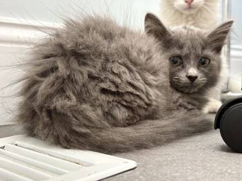 Rescue Domestic Long Hair Cats for Adoption in Fishers, Indiana - River | PetCurious