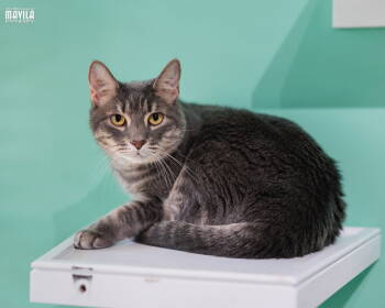 Rescue Domestic Short Hair and Tabby Cats for Adoption in Pompano Beach, Florida - Tootsie | PetCurious