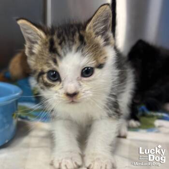 Domestic Short Hair Cats Available for Adoption in Washington, District Of Columbia - Basket | PetCurious