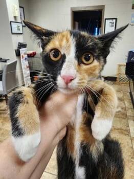 Fiona $75 At Petco Seneca -  Domestic Short Hair Cat for Adoption in Seneca, South Carolina - Fiona $75 At Petco Seneca | PetCurious