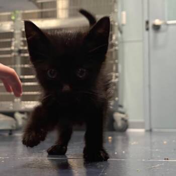Farley (Spencer) -  Domestic Short Hair Cat for Adoption in Greensboro, North Carolina - Farley (Spencer) | PetCurious