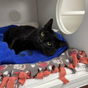 Trappy -  Domestic Short Hair Cat for Adoption in Reisterstown, Maryland - Trappy | PetCurious