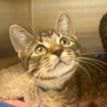Harvest -  Domestic Short Hair Cat for Adoption in East Hanover, New Jersey - Harvest | PetCurious