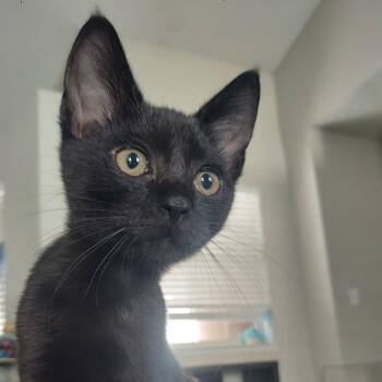 Oatmeal -  Domestic Short Hair Cat for Adoption in Las Vegas, Nevada - Oatmeal | PetCurious