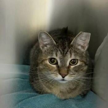 Domestic Short Hair Cats Available for Adoption - Bagel Swirl | PetCurious