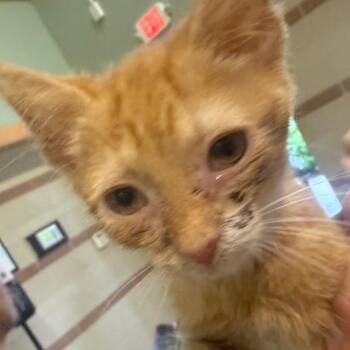 Orange Slice -  Domestic Short Hair Cat for Adoption in Winston-salem, North Carolina - Orange Slice | PetCurious