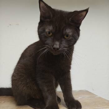 Expresso -  Domestic Short Hair Cat for Adoption in Centralia, Illinois - Expresso | PetCurious