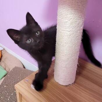 Pepsi -  Domestic Medium Hair Cat for Adoption in Coos Bay, Oregon - Pepsi | PetCurious